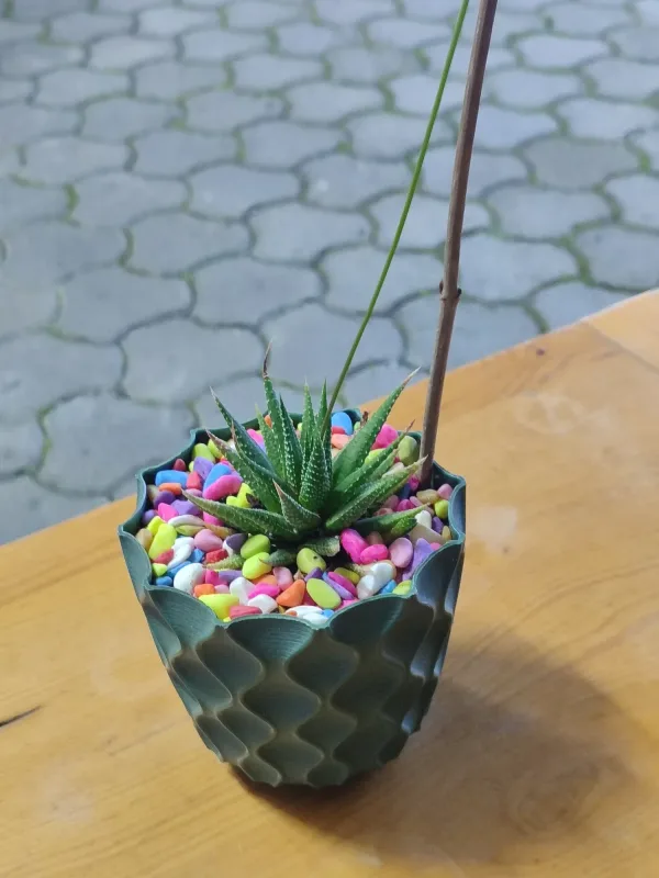 Haworthiopsis Attenuata