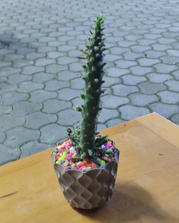 Austrocylindropuntia subulata