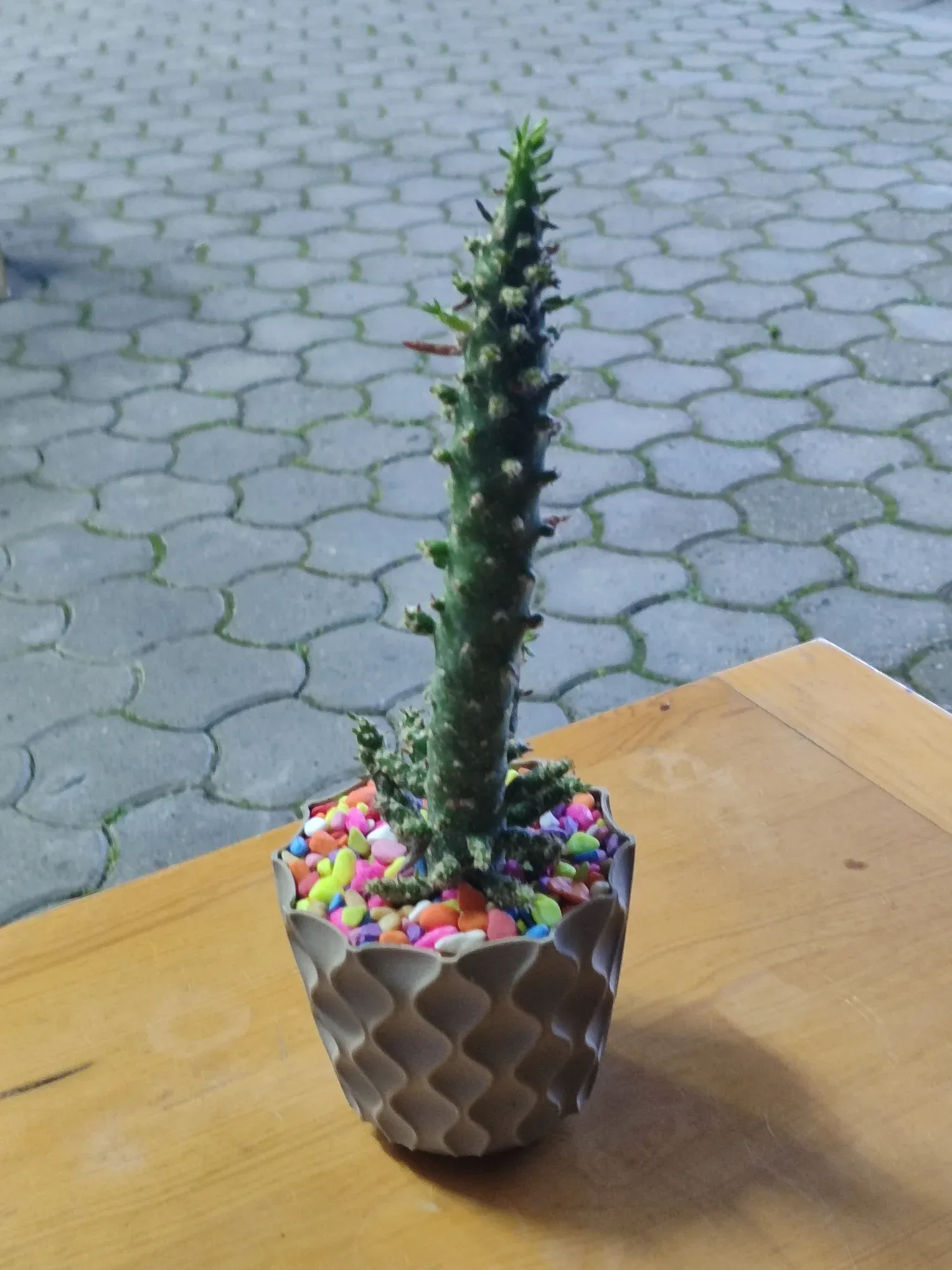 Austrocylindropuntia subulata