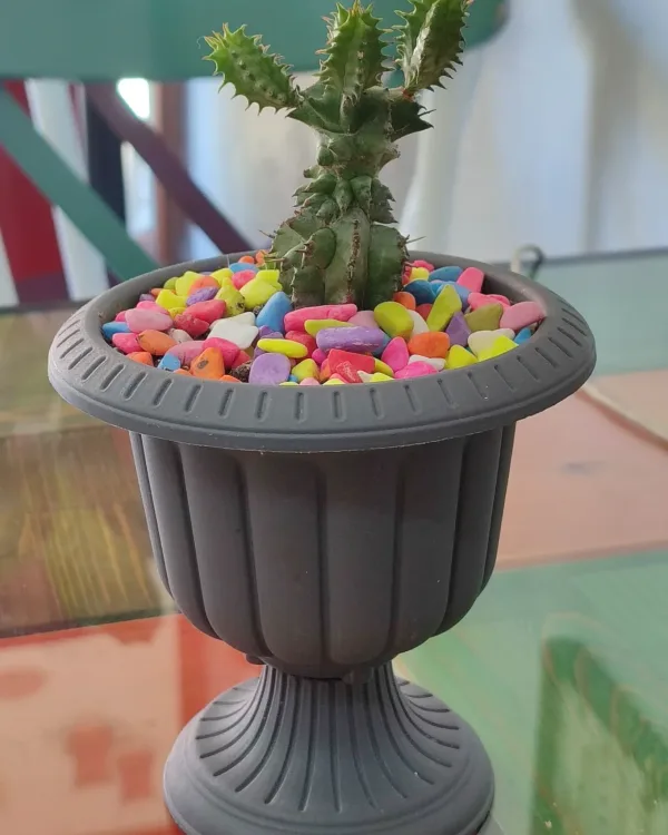 Euphorbia Sukulent