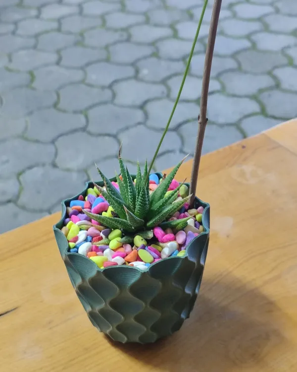 Haworthiopsis Attenuata